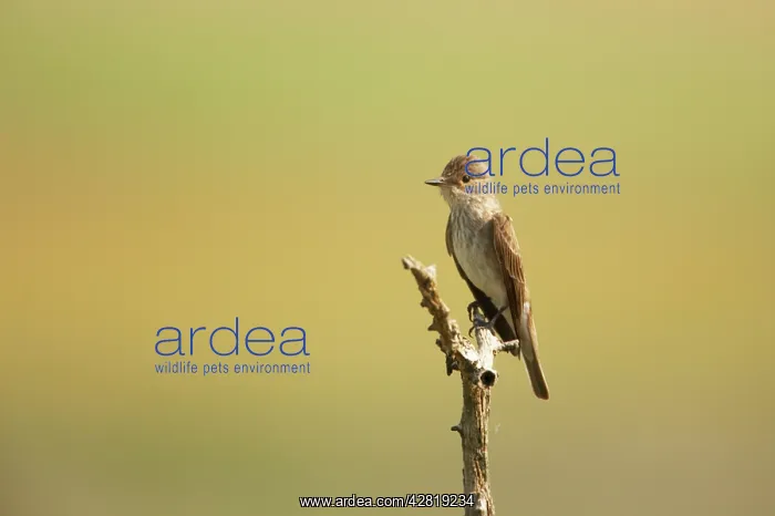 : Spotted Flycatcher - On perch : Spotted Flycatcher - On perch