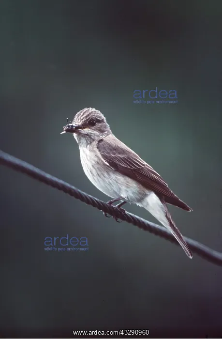 : SPOTTED FLYCATCHER - perched on wire : SPOTTED FLYCATCHER - perched on wire