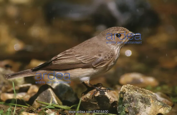 : Spotted FLYCATCHER - side profile : Spotted FLYCATCHER - side profile
