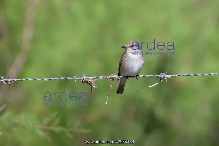 : Spotted Flycatcher - single adult perching on barbed : Spotted Flycatcher - single adult perching on barbed