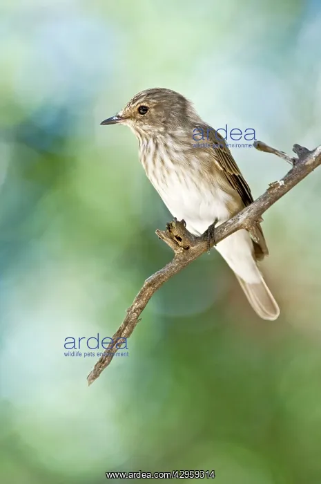 : Spotted Flycatcher - Sitting on branch : Spotted Flycatcher - Sitting on branch