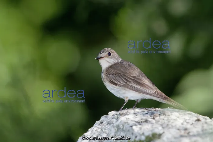 : Spotted Flycatcher - on stone : Spotted Flycatcher - on stone