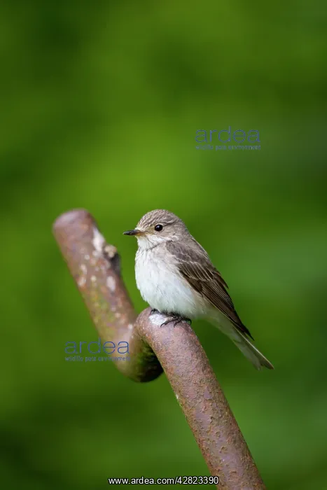 : Spotted Flycatcher - Summer : Spotted Flycatcher - Summer