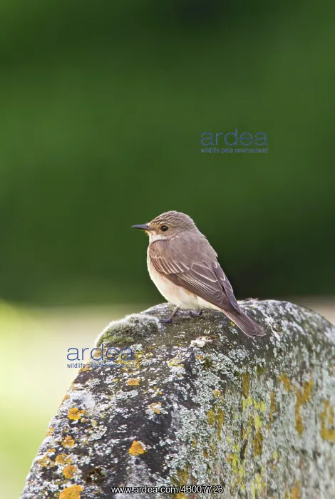 : Spotted Flycatcher on tombstone in Churchyard 17022 : Spotted Flycatcher on tombstone in Churchyard 17022