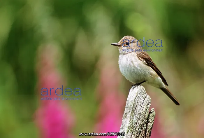 : Spotted FLYCATCHER - on tree stump : Spotted FLYCATCHER - on tree stump