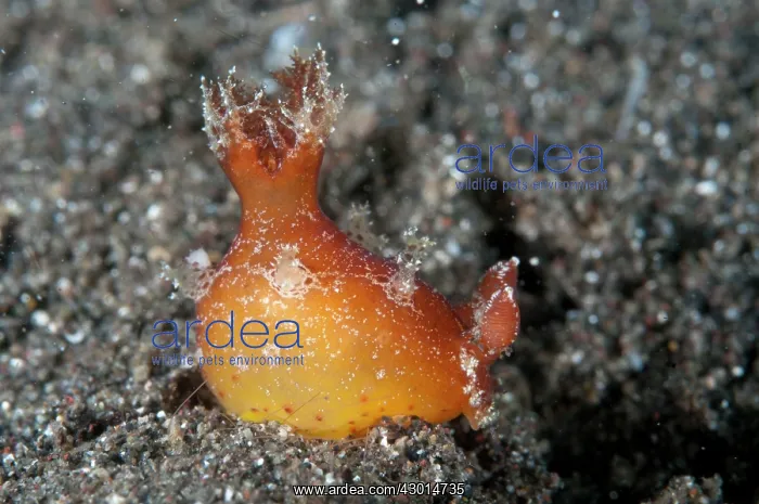 : Spotted-foot Plocamopherus Nudibranch : Spotted-foot Plocamopherus Nudibranch