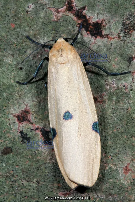 : Four Spotted Footman Moth - female : Four Spotted Footman Moth - female