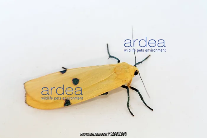 : Four Spotted Footman Moth - female in summer : Four Spotted Footman Moth - female in summer