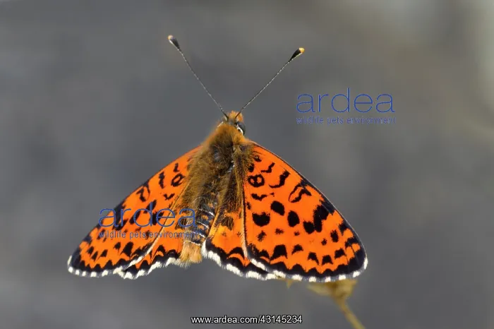 : Spotted Fritillary : Spotted Fritillary