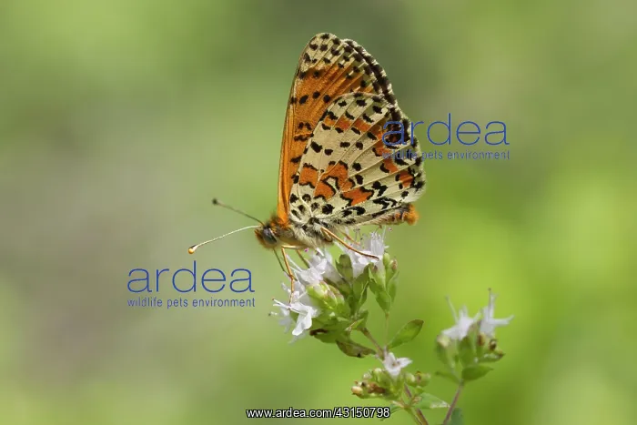 : Spotted Fritillary : Spotted Fritillary