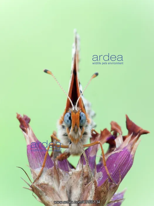 : Spotted Fritillary : Spotted Fritillary