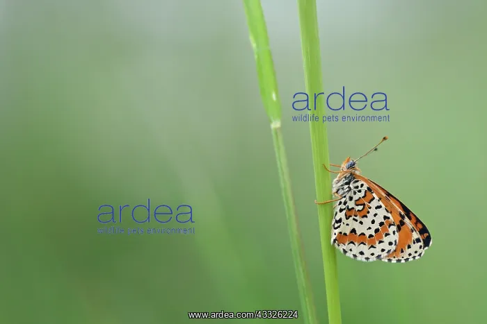 : Spotted Fritillary : Spotted Fritillary