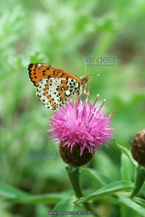 : Spotted Fritillary Butterfly : Spotted Fritillary Butterfly