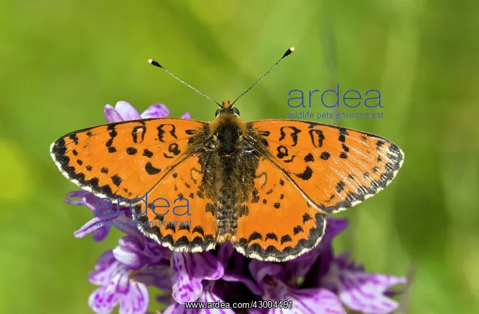 : Spotted Fritillary Butterfly : Spotted Fritillary Butterfly