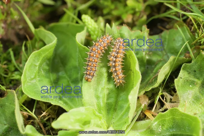 : Spotted Fritillary Butterfly caterpillars on plantain : Spotted Fritillary Butterfly caterpillars on plantain