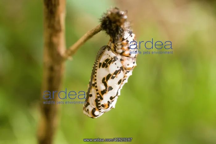 : Spotted Fritillary Butterfly pupa : Spotted Fritillary Butterfly pupa
