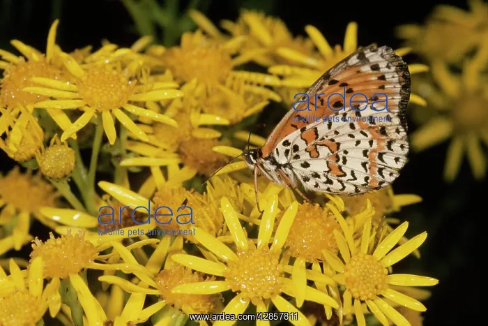 : Spotted Fritillary Butterfly - on Ragwort : Spotted Fritillary Butterfly - on Ragwort