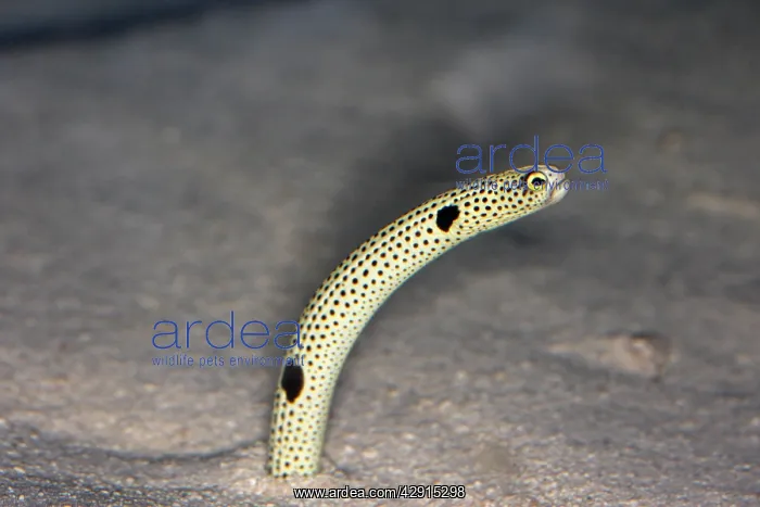 : Spotted Garden Eel : Spotted Garden Eel