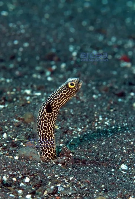 : Spotted Garden Eel : Spotted Garden Eel
