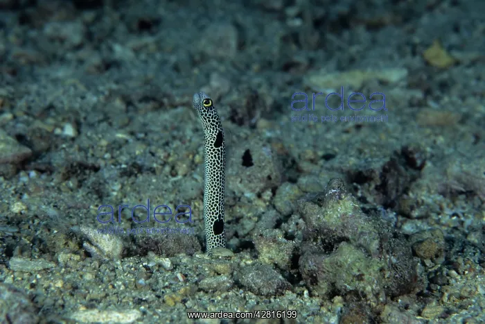 : Spotted garden eel, Heteroconger hassi, Walindi, West New Br : Spotted garden eel, Heteroconger hassi, Walindi, West New Br