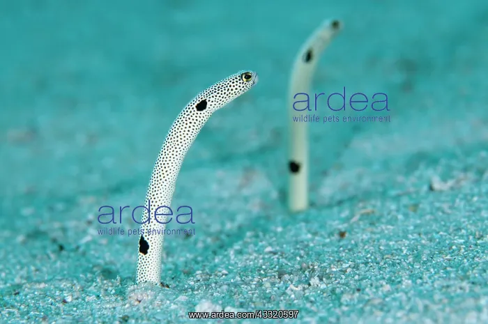 : Spotted Garden Eels : Spotted Garden Eels