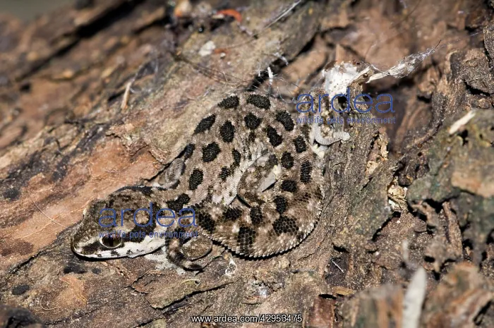 : Spotted Gecko - nocturnal terrestrial predator : Spotted Gecko - nocturnal terrestrial predator