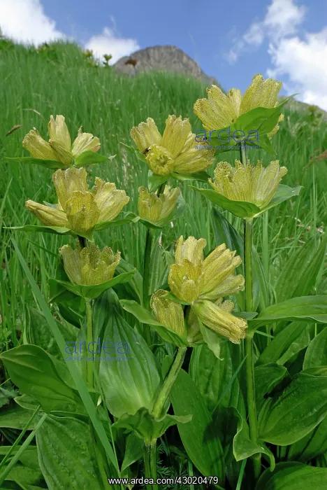 : Spotted Gentian : Spotted Gentian