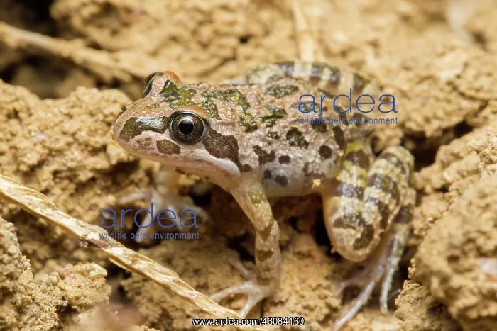 : Spotted Grass Frog : Spotted Grass Frog