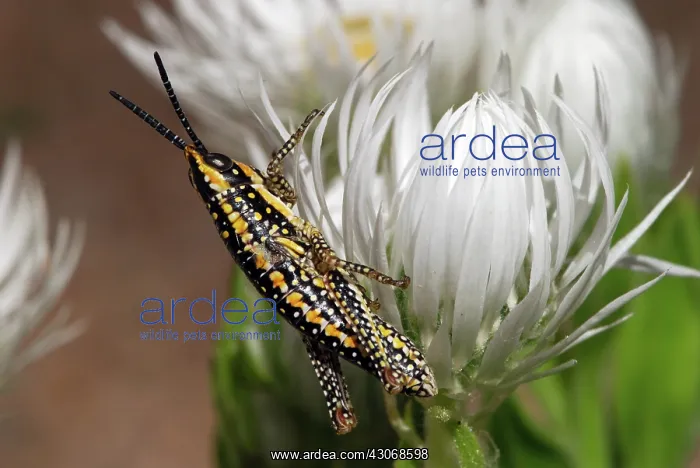 : Spotted Grasshopper : Spotted Grasshopper