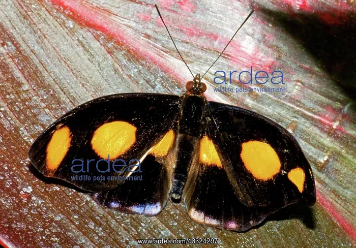 : Spotted Grecian Shoemaker Butterfly : Spotted Grecian Shoemaker Butterfly