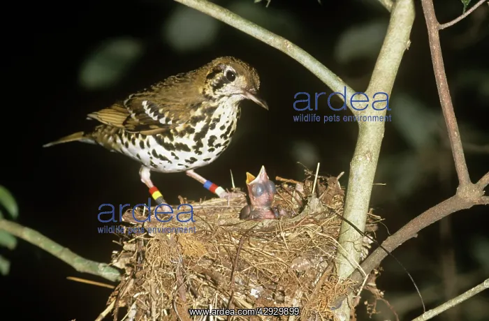 : Spotted ground-thrush : Spotted ground-thrush