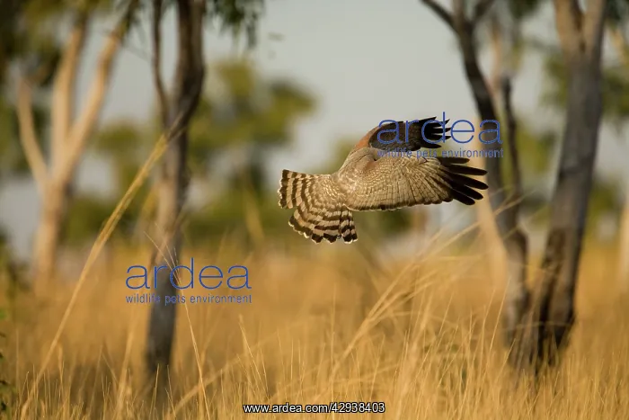 : Spotted Harrier : Spotted Harrier