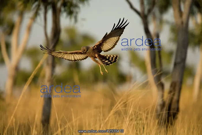 : Spotted Harrier : Spotted Harrier