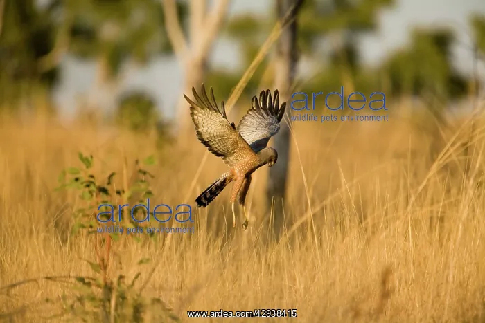: Spotted Harrier : Spotted Harrier
