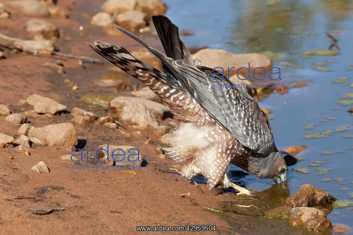 : Spotted Harrier : Spotted Harrier