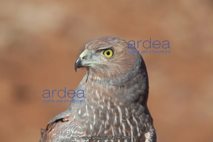  : Spotted Harrier