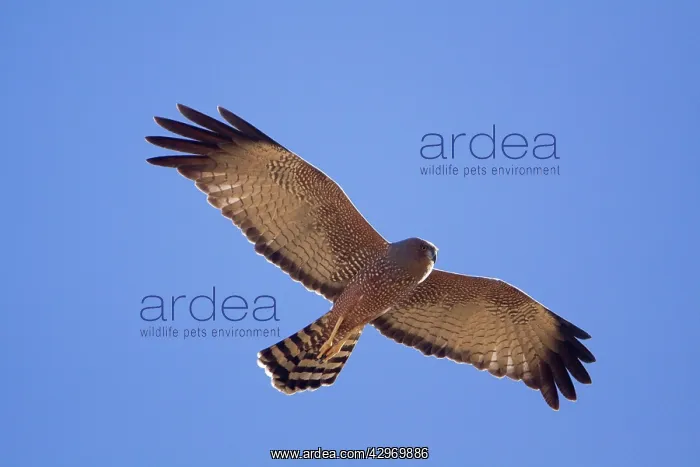 : Spotted Harrier : Spotted Harrier