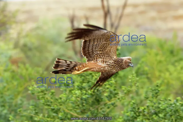 : Spotted Harrier : Spotted Harrier
