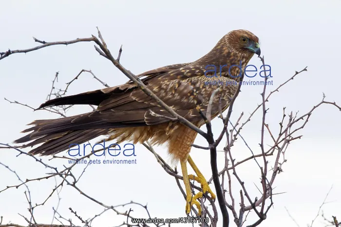 : Spotted Harrier : Spotted Harrier