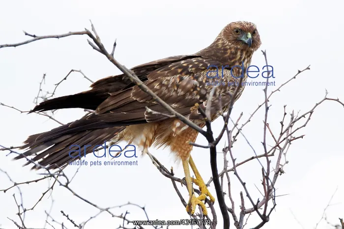  : Spotted Harrier