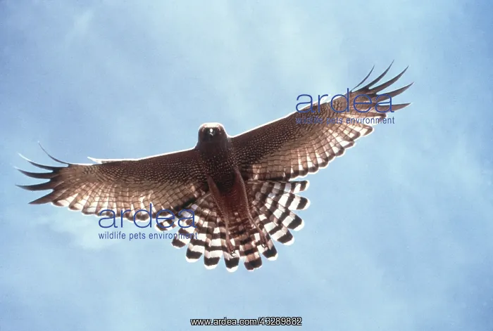 : SPOTTED HARRIER - in flight : SPOTTED HARRIER - in flight