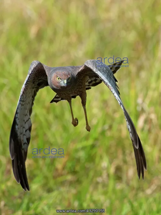 : Spotted Harrier - in flight : Spotted Harrier - in flight