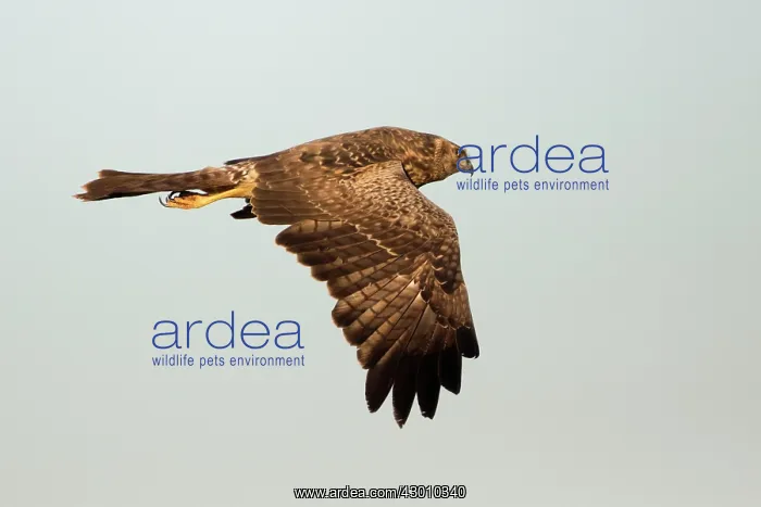 : Spotted Harrier  /  Smoke Hawk