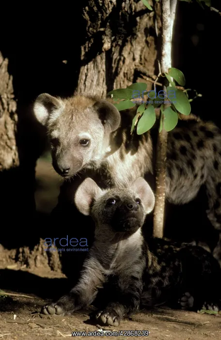 : Spotted Hyaena - 2 different aged young at a mopane : Spotted Hyaena - 2 different aged young at a mopane