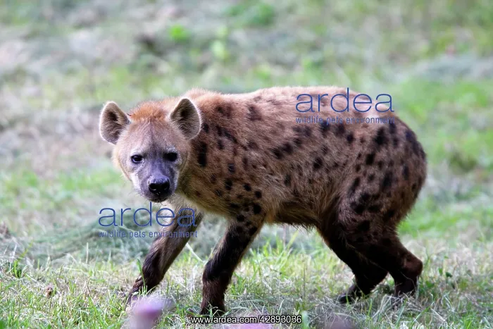 : Spotted Hyaena : Spotted Hyaena