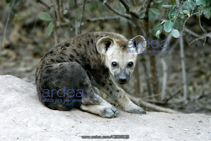: Spotted Hyaena : Spotted Hyaena