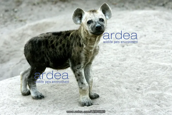 : Spotted Hyaena : Spotted Hyaena