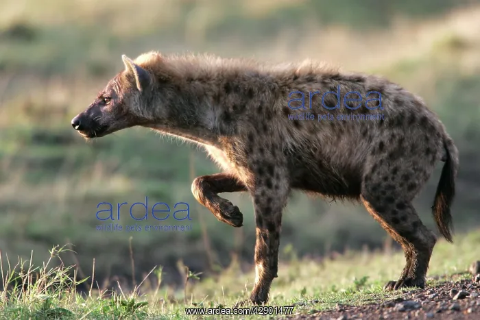 : Spotted Hyaena : Spotted Hyaena