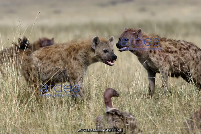 : Spotted Hyaena - two : Spotted Hyaena - two