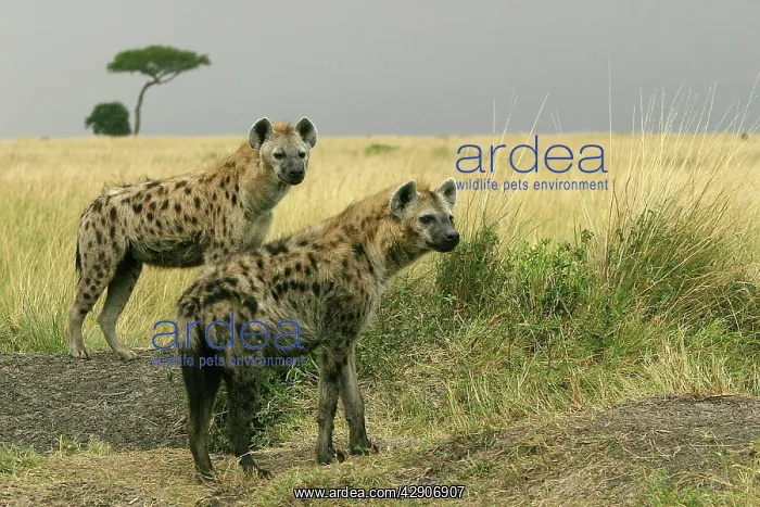 : Spotted Hyaena - two together : Spotted Hyaena - two together